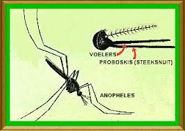 Anopheles muskiet